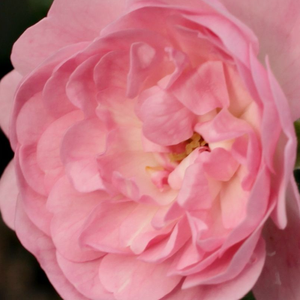 Розы Интернет-Магазин - Почвопокровная роза  - розовая - Poзa Зе Фэйри - роза без запаха - Энн Бентал - Популярная роза подходит для покрытия больших общественных территорий, с мелкими, обильными и групповыми цветами. Можно испльзовать с разными целями: без обрезки почвопокровное или бордюрное растение,  при систематической обрезке - низкорослый куст или ку